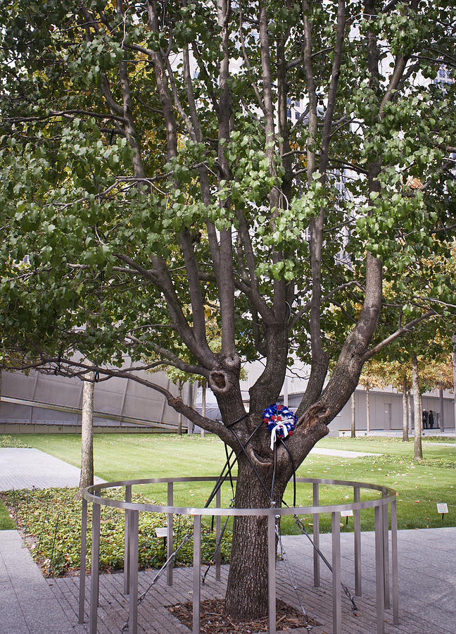 New York City Photograph - Survivor Tree by Teresa Mucha