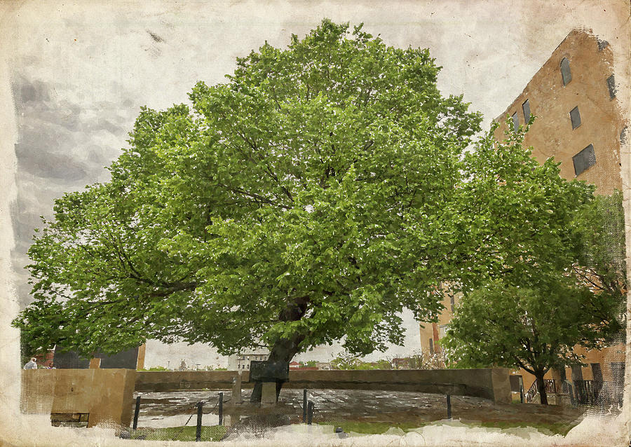 OKC Survivor Tree