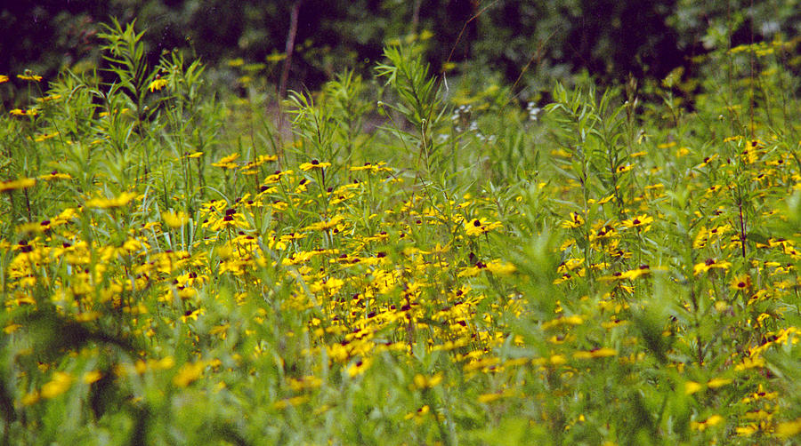 Susans in a Green Field Photograph by Randy Oberg