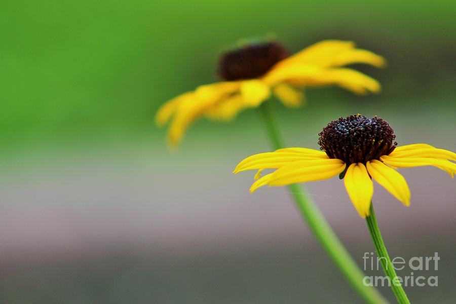 Susans Photograph by Lkb Art And Photography