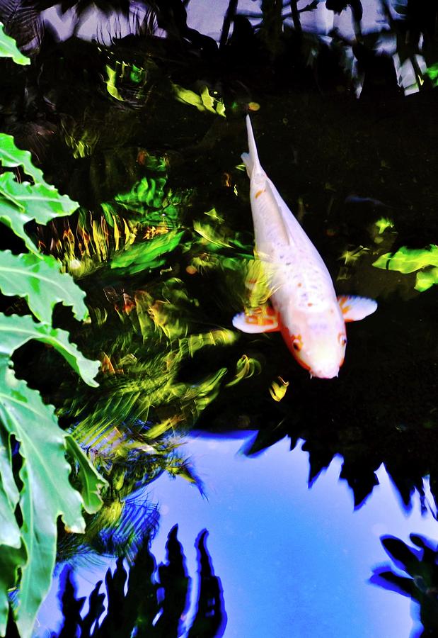 Suspended Ghost Koi   Photograph by Kirsten Giving