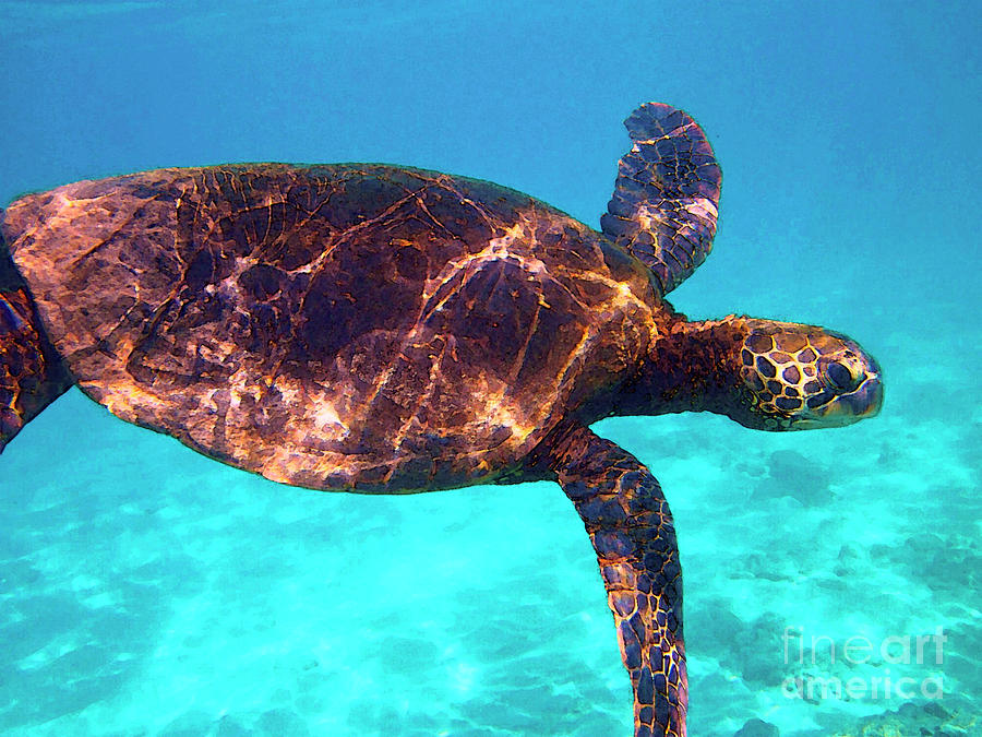 Hawaiian Sea Turtle Photograph - Suspended in Turquoise by Bette Phelan