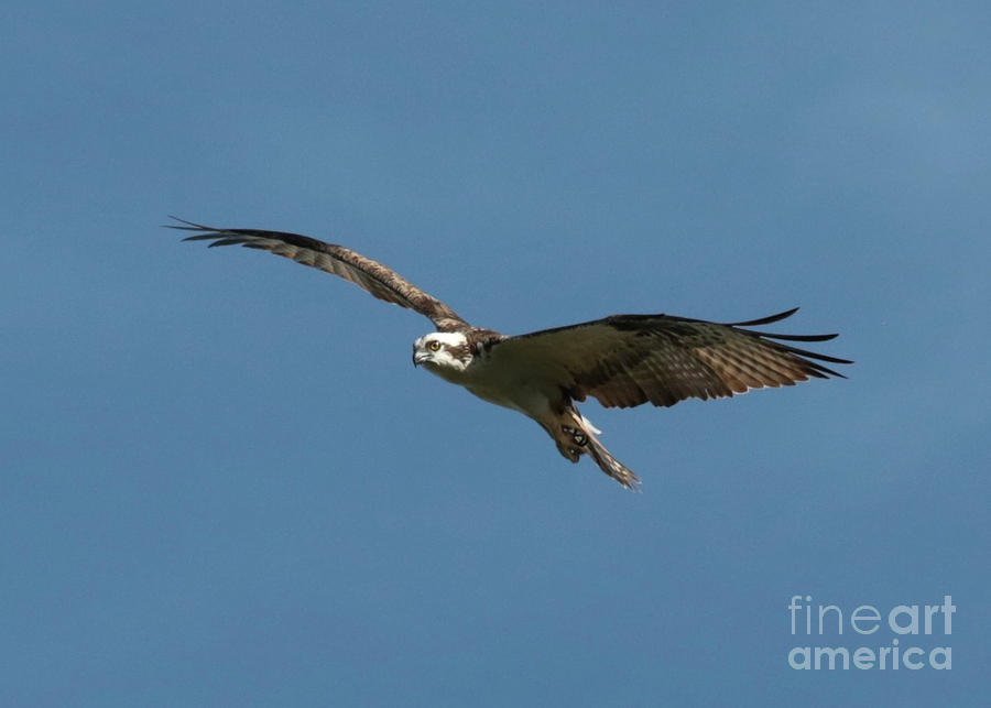 Suspended Osprey Photograph by Carol Groenen