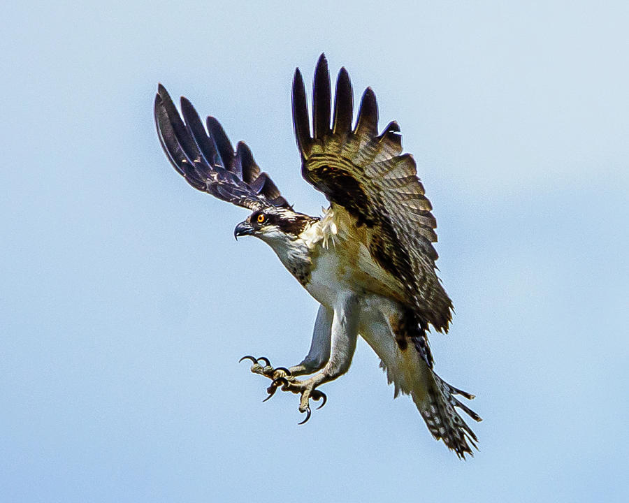 Suspended Osprey Photograph by Jerry Cahill