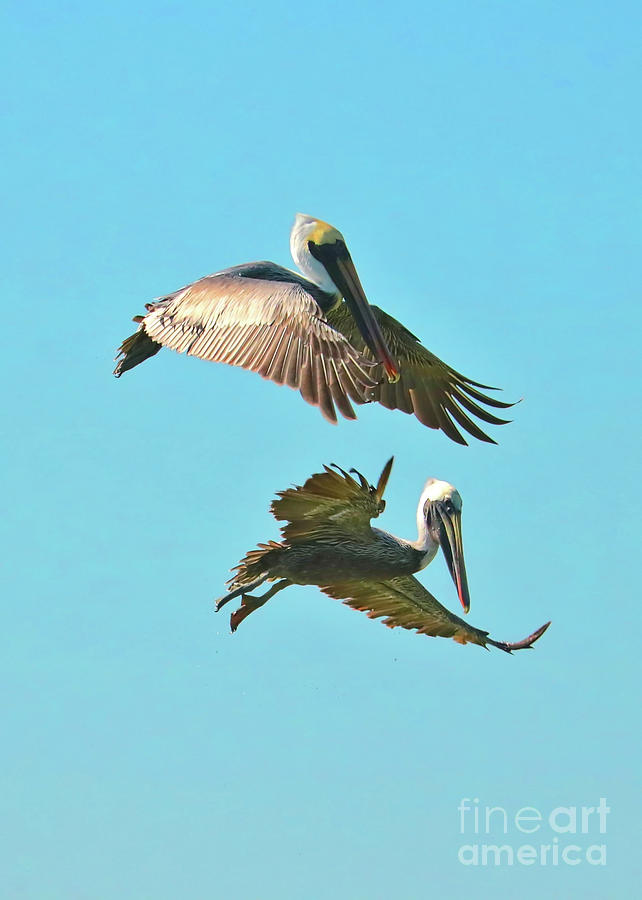 Suspended Pelicans Photograph by Carol Groenen