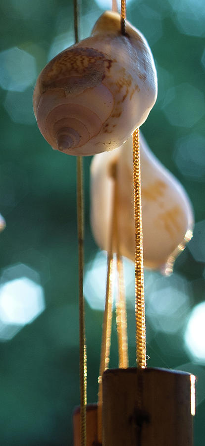 Suspended Shells, Wind Chime, Balcony Garden, Hunter Hill, Hager Photograph by James Oppenheim