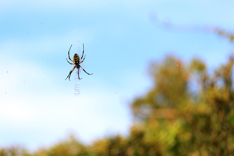 Suspended Spider Photograph by Travis Rogers