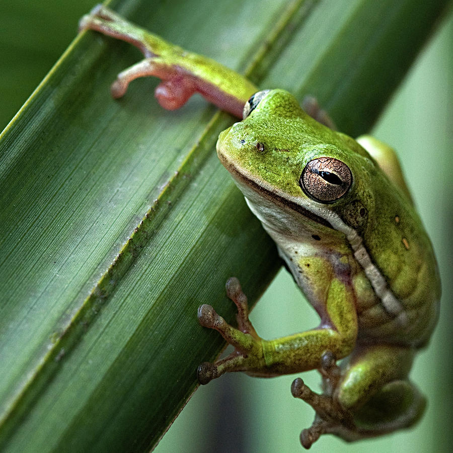 Suspense - Green Tree Frog Hanging In There Photograph by Mitch Spence