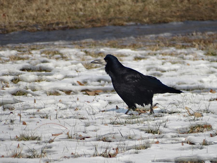 Suspicious crow Photograph by Explorer Lenses Photography - Pixels