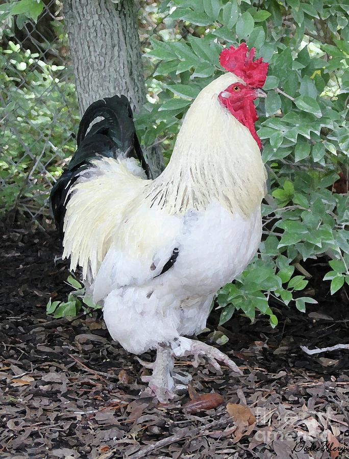 Sussex Rooster Photograph by Dodie Ulery