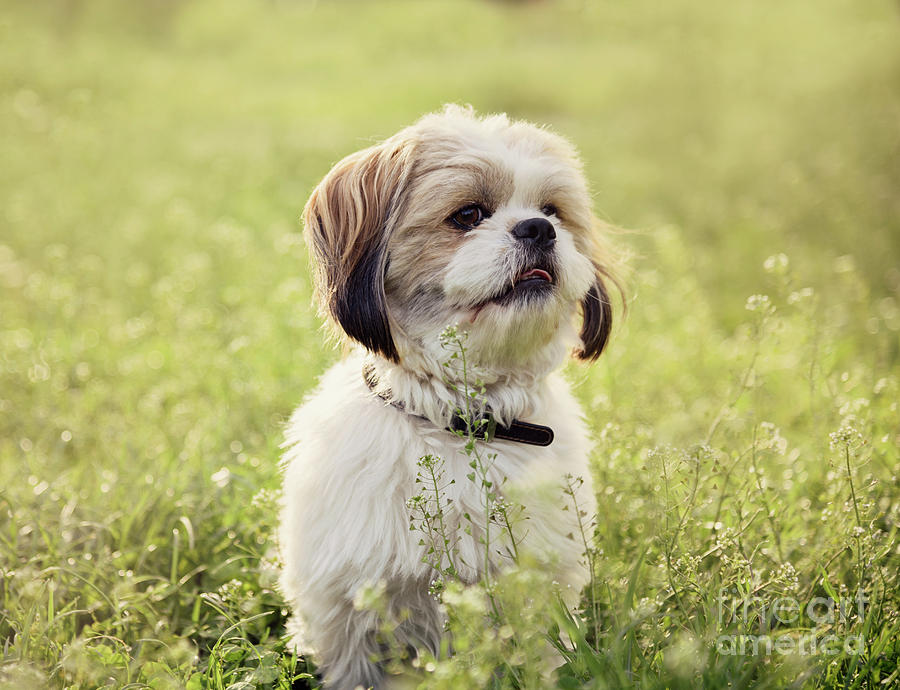 Sute small dog Photograph by Jelena Jovanovic