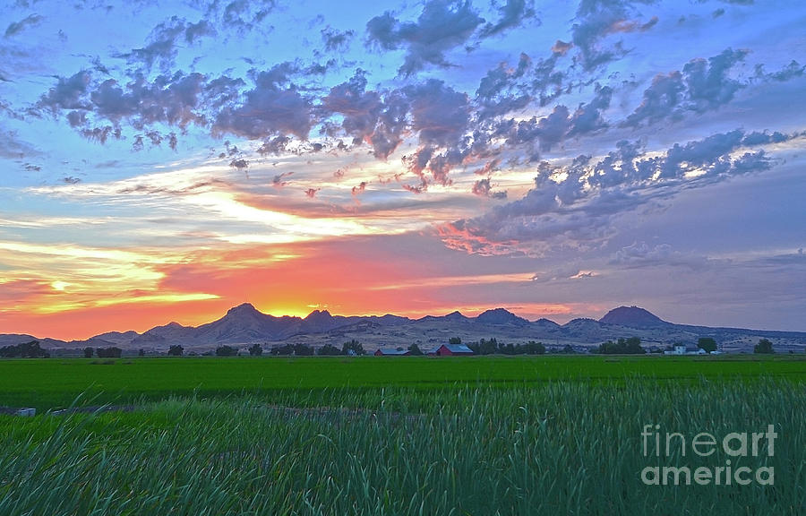 Sunset Photograph - Sutter Buttes lush ricefield sunset by Michelle Zearfoss