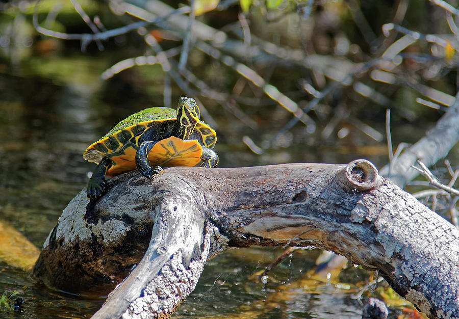Suwannee Cooter Turtle on Branch Photograph by Sally Weigand