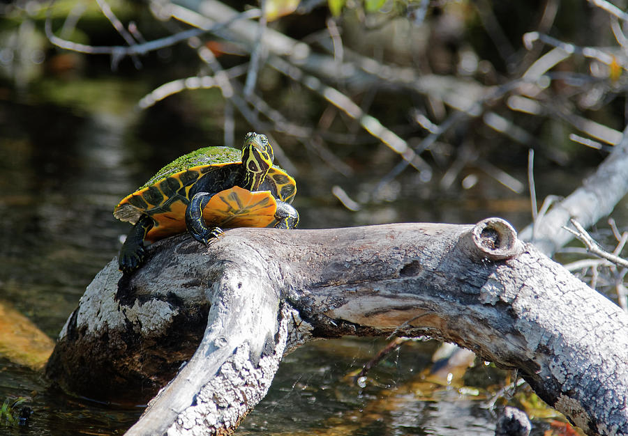 Suwannee Cooter Turtle Photograph by Sally Weigand