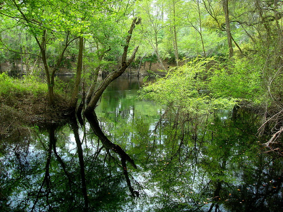Suwannee River Swamp Photograph by Julie Pappas