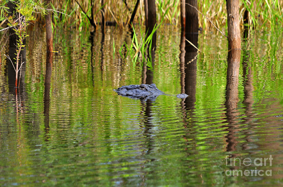 Swamp Stalker Photograph by Al Powell Photography USA