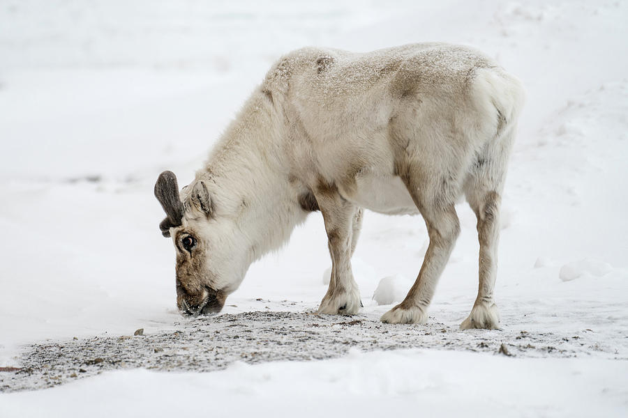 Svalbard Reindeer Photograph by James Billings
