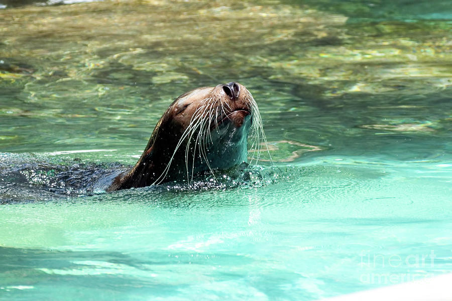 Sea lion enjoying a swim Photograph by Sam Rino