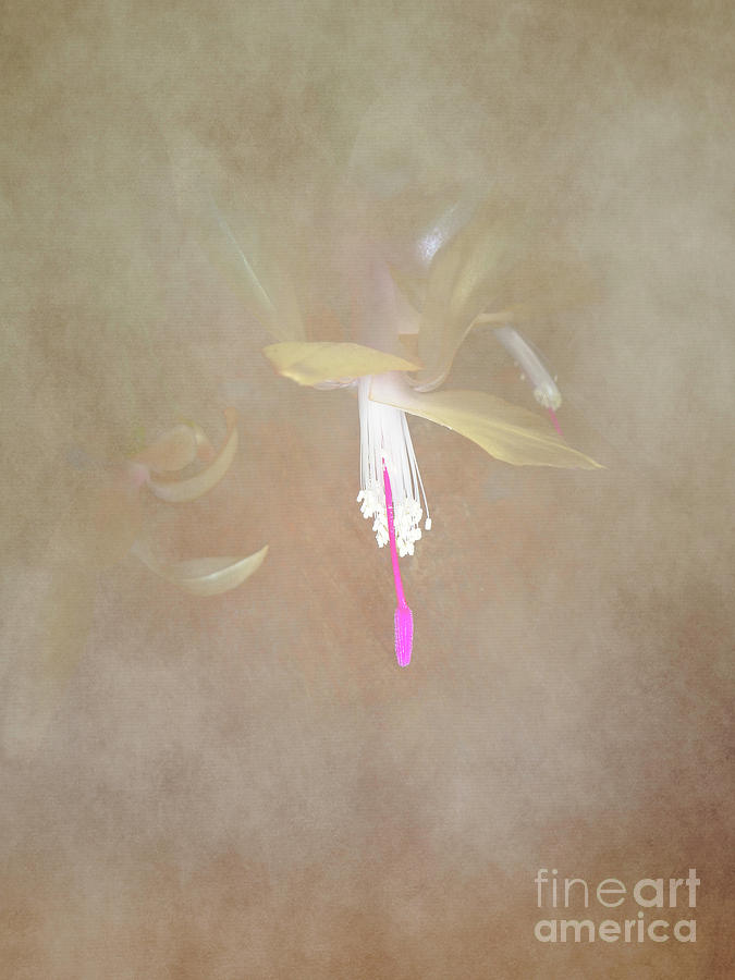Swaddled Blossom Photograph by Judy Hall-Folde