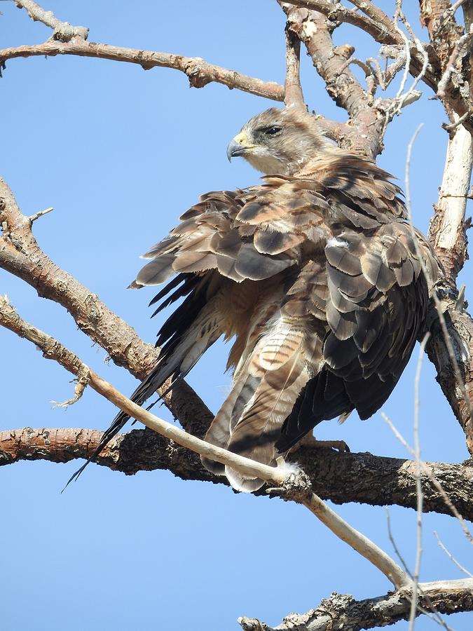 Swainson Hawk Photograph by Nicole Belvill