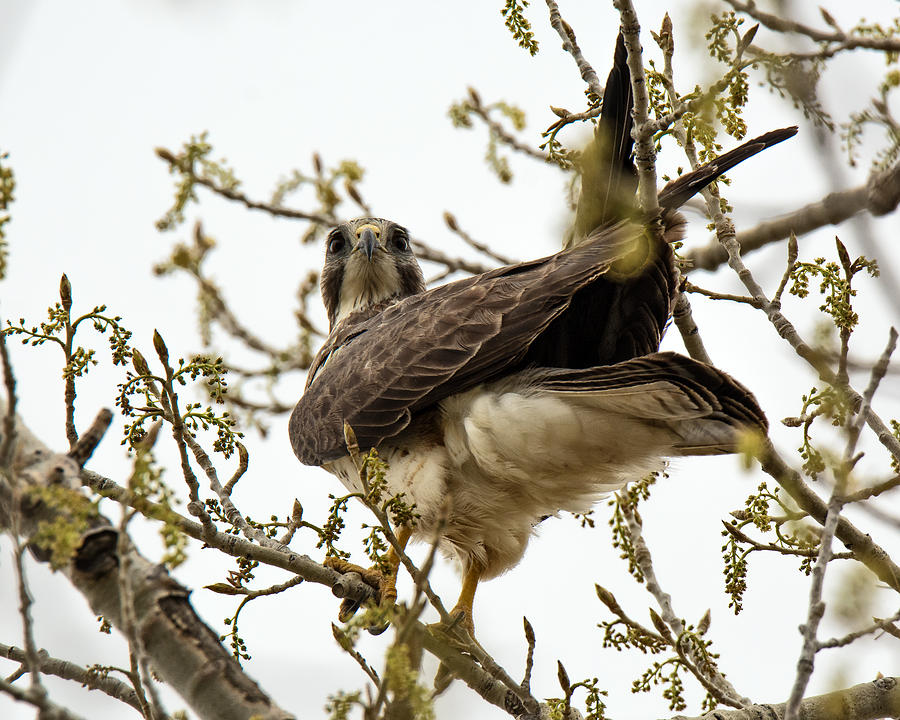Swainsons Hawk at Chatfield Photograph by Stephen Johnson