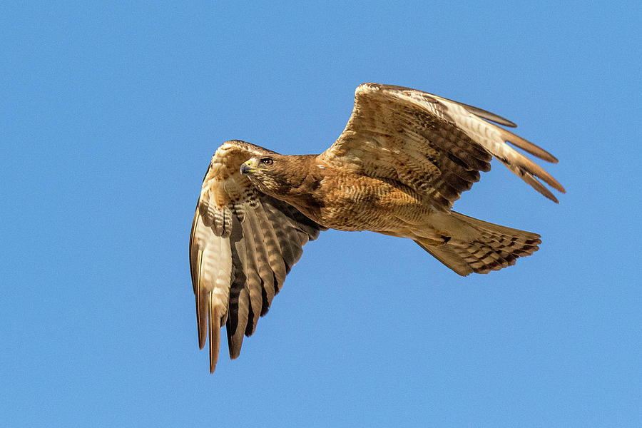 Swainson's Hawk Flies Into the Morning Sun Photograph by Tony Hake ...