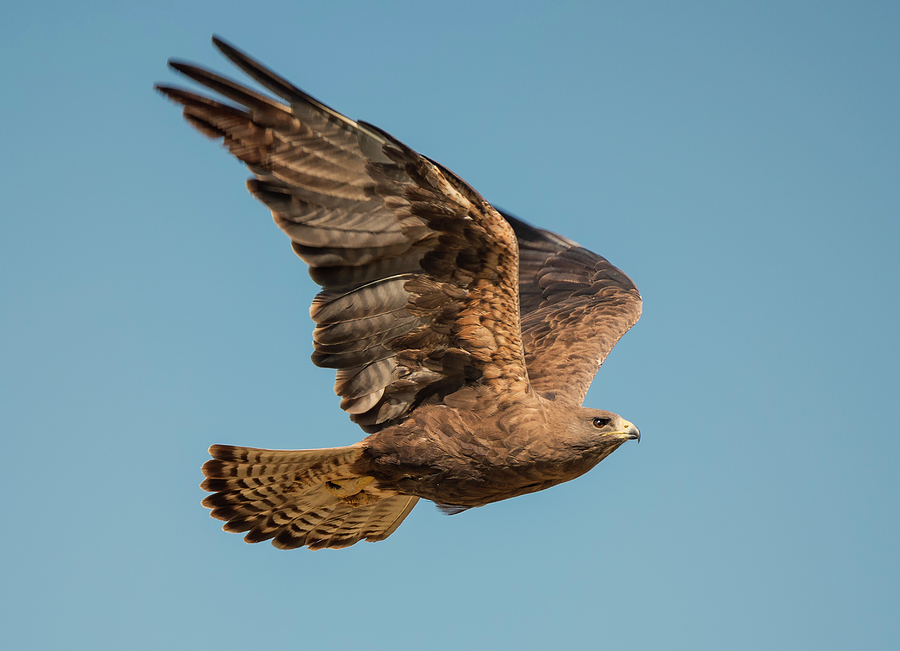 Swainsons Hawk in Flight Photograph by Loree Johnson