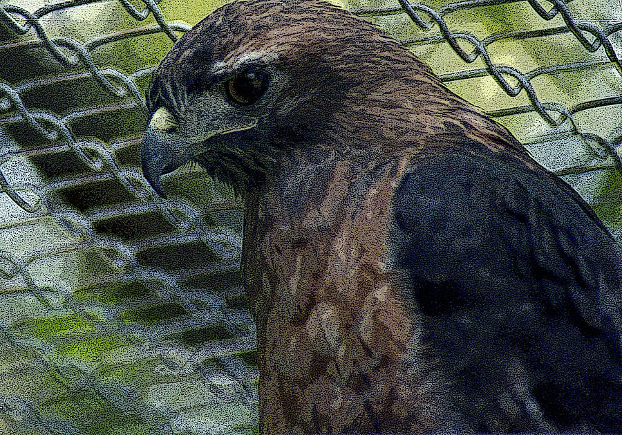 Swainson's Hawk by Maria Reverberi Swainson's Hawk by Maria Reverberi