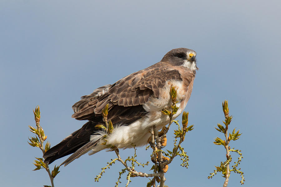 Swainsons Hawk Perched on High Photograph by Tony Hake