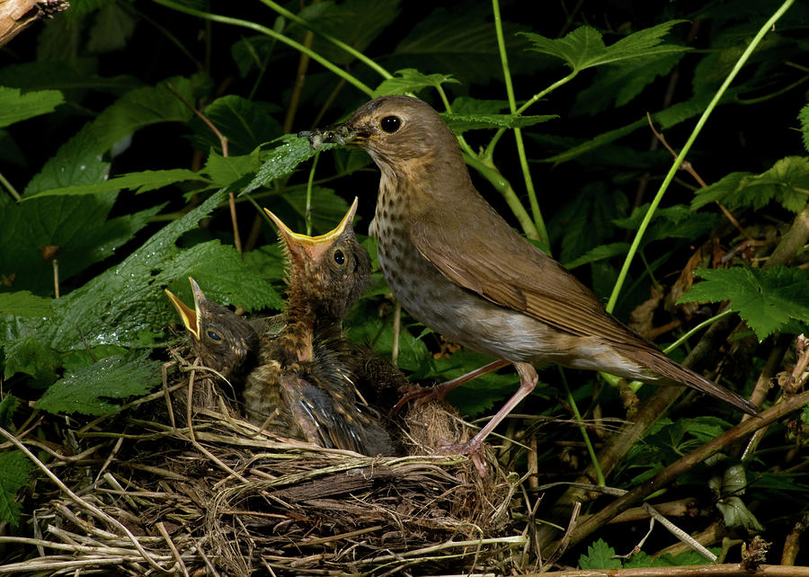 Swainson's Thrush at nest Photograph by Damon Calderwood | Fine Art America