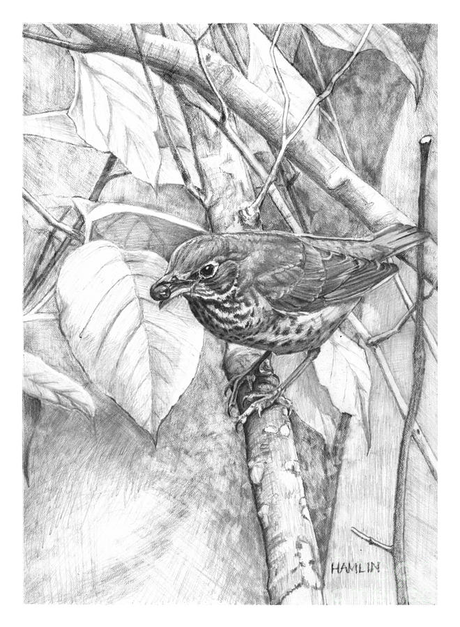 Swainsons Thrush with Berry Drawing by Steve Hamlin