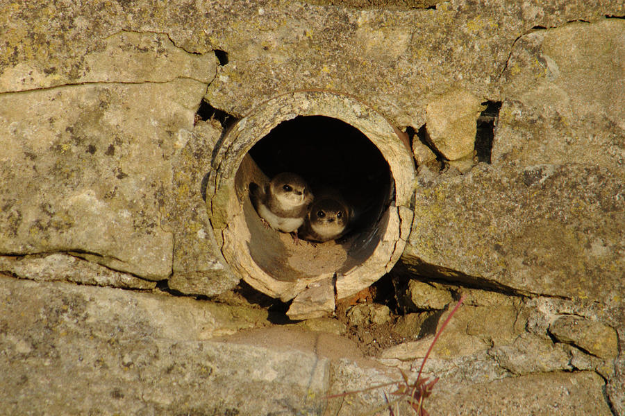 Swallow Babies In Pipe Photograph by Adrian Wale