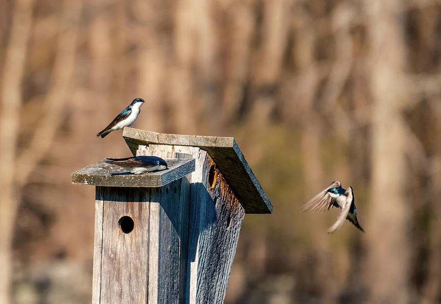Swallow birds - Nesting season 2 Photograph by Lilia S