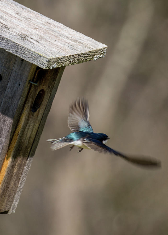 Swallow birds - Nesting season 5 Photograph by Lilia S