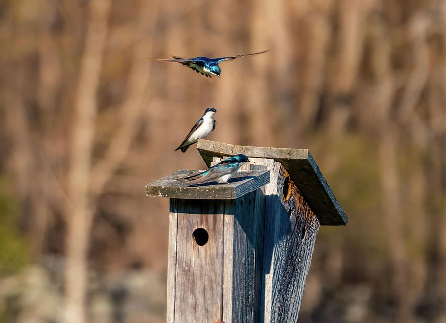 Swallow birds - Nesting season Photograph by Lilia S