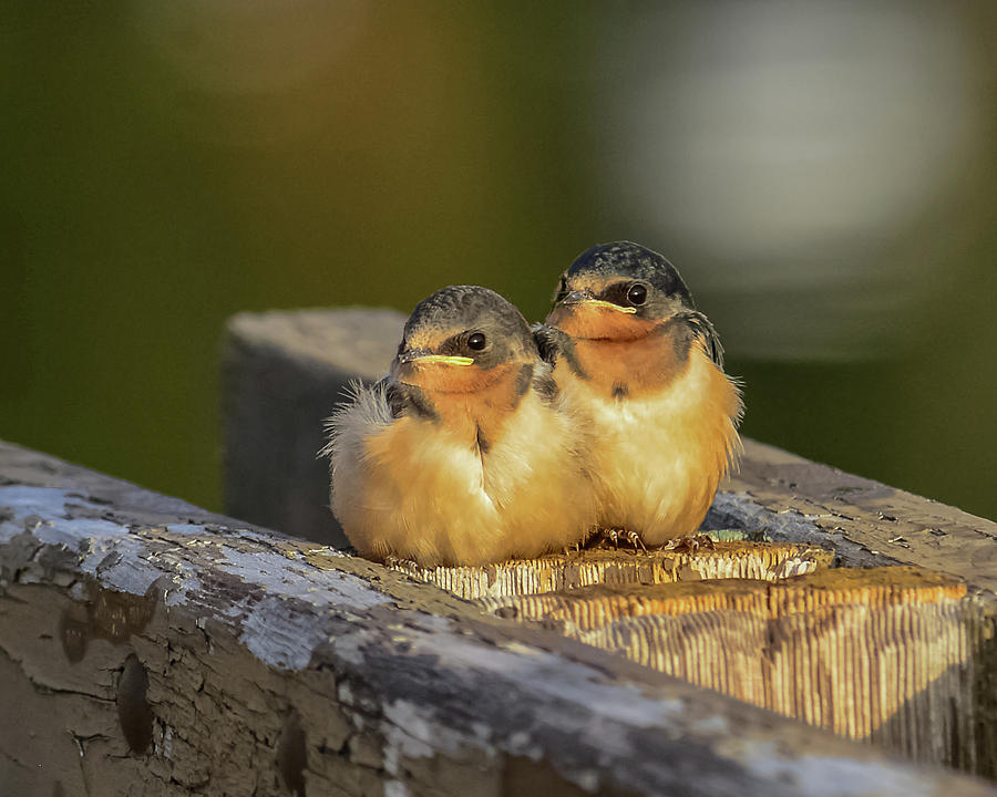 Swallow Chicks On The Dock Photograph by Yeates Photography
