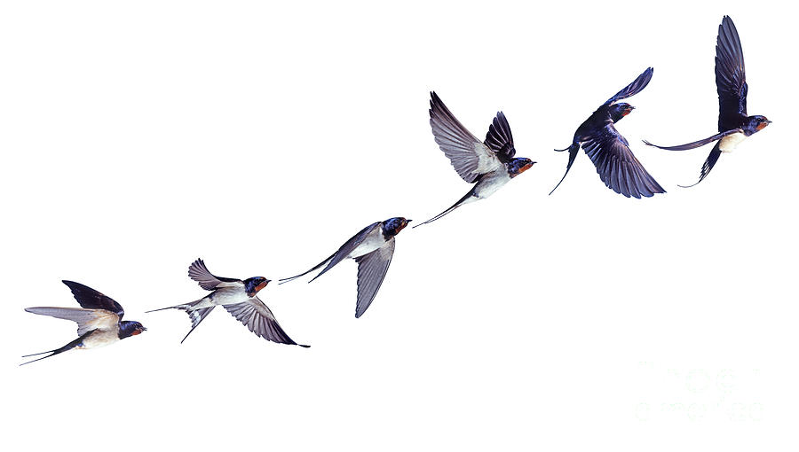Swallow flight series Photograph by Warren Photographic