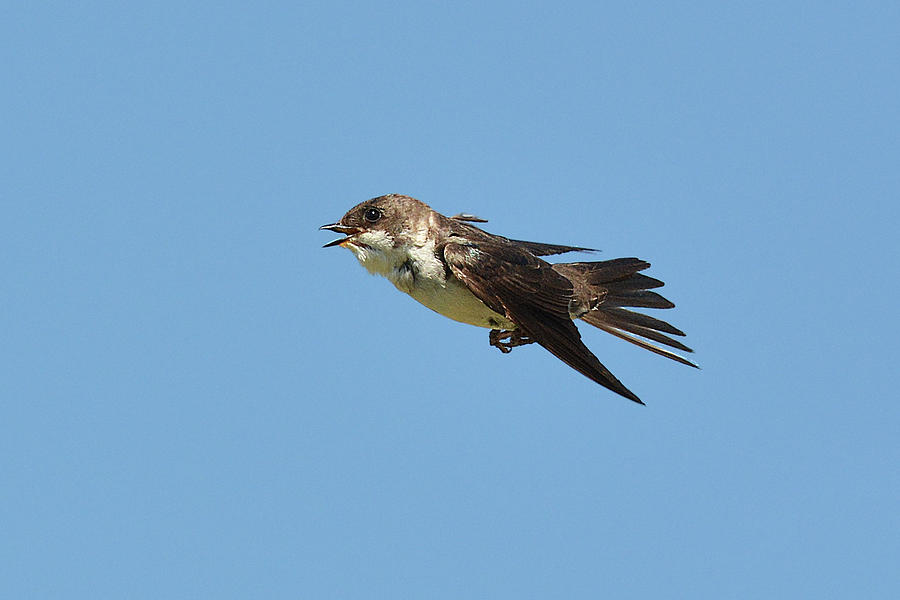 Swallow in Flight 3 Photograph by Alan Lenk