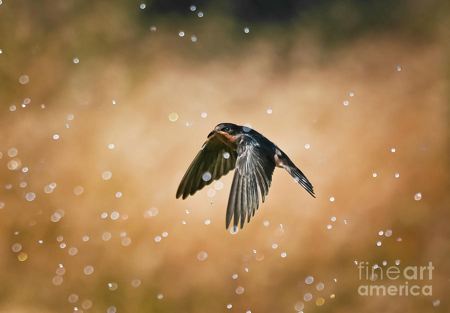 Swallow In Rain Photograph by Robert Frederick