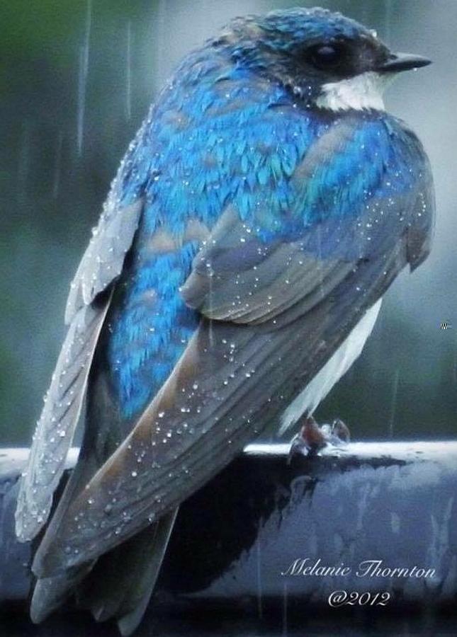 Swallow in the rain Photograph by Melanie Vaught - Fine Art America