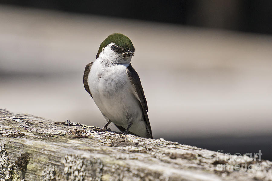 Swallow Photograph by Inge Riis McDonald
