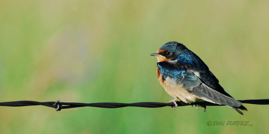 Swallow On Barbed Wire Photograph by Don Durfee
