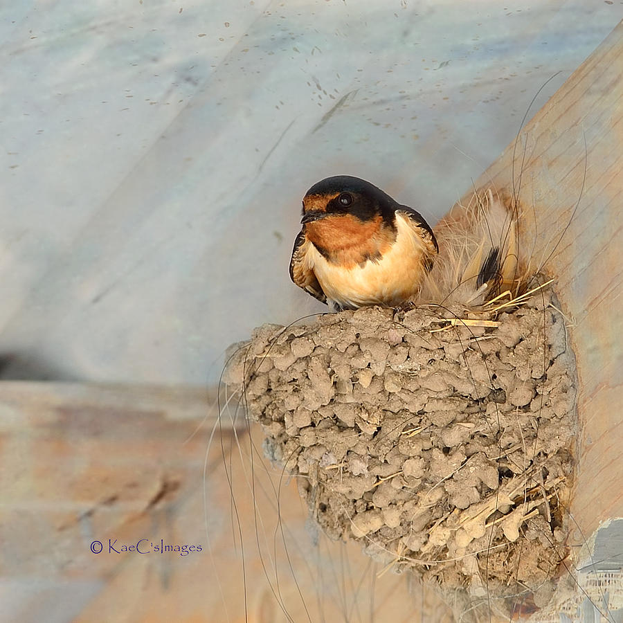 Swallow on Nest Digital Art by Kae Cheatham