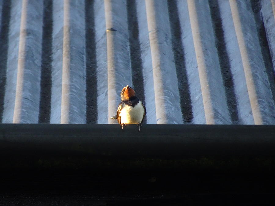 Swallow on the roof Photograph by Susan Baker