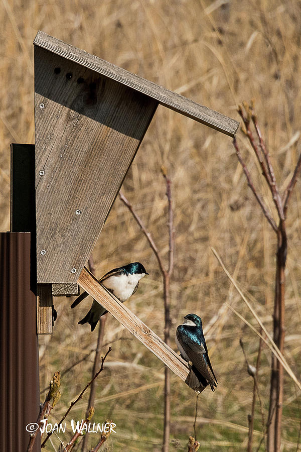 Swallow perch Photograph by Joan Wallner