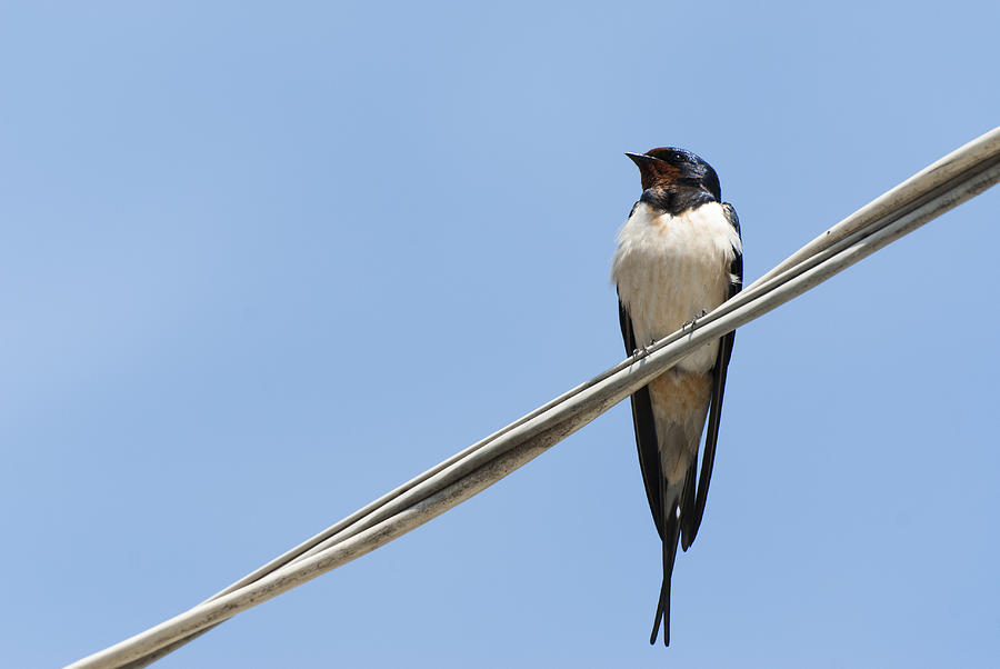 Swallow sitting on wire Photograph by Igor Sinitsyn - Pixels