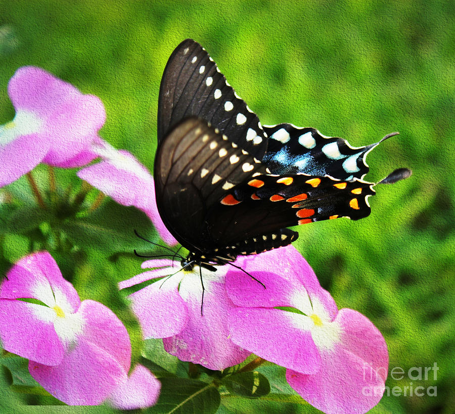 Swallow Tail Butterfly Photograph by Judy Palkimas