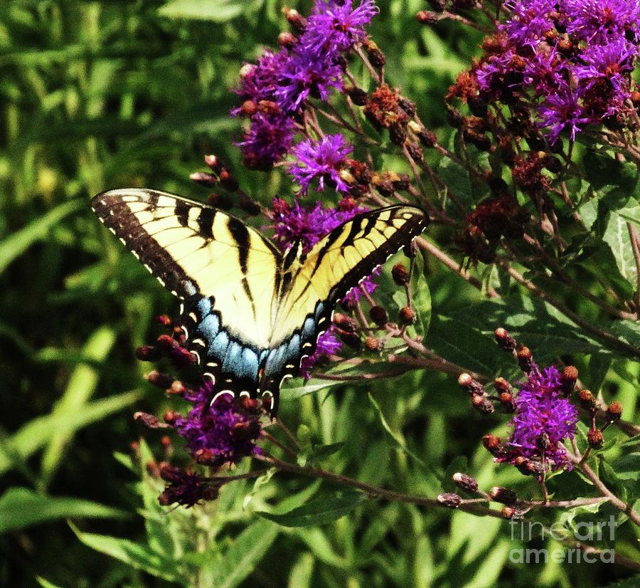 Swallowtail on Butterfly Weed Photograph by J L Zarek