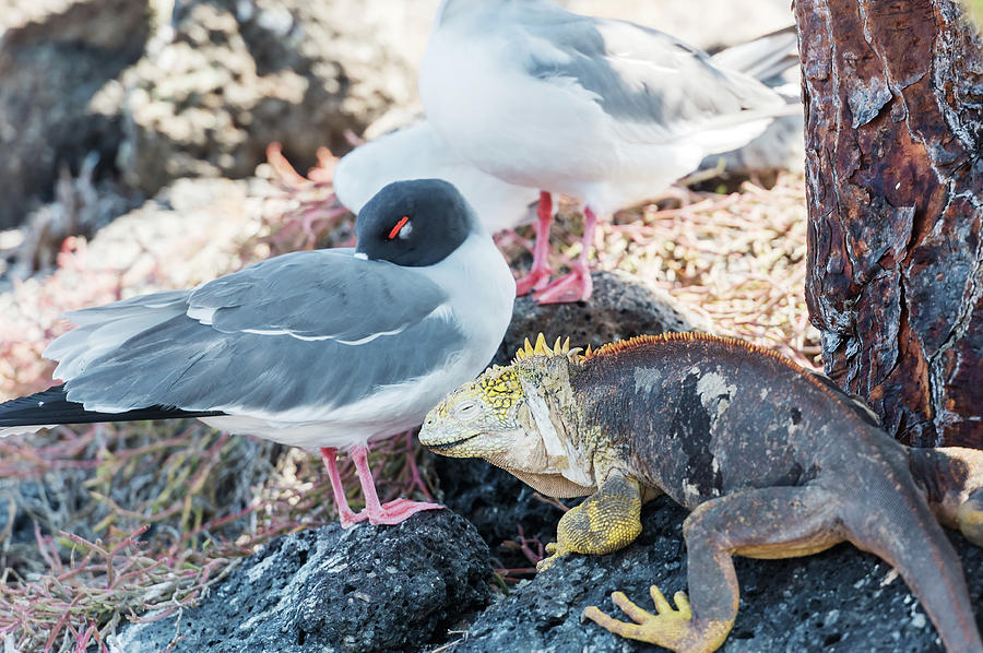 Swallow tailed gull and iguana on  Galapagos Islands Photograph by Marek Poplawski