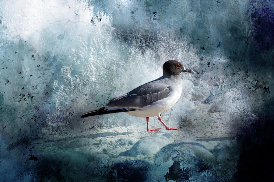 Swallow-tailed Gull Digital Art by Terry Davis